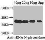 Ribosome-inactivating protein Polyclonal Antibody