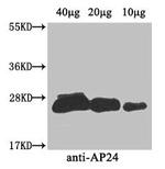 AP24 Polyclonal Antibody