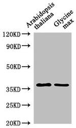 BG2 Polyclonal Antibody