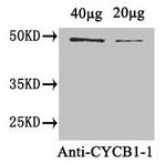 Cyclin B1-1 Polyclonal Antibody