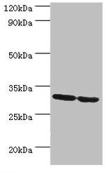 PNP Antibody in Western Blot (WB)