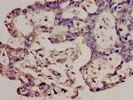 TCR V beta 7-9 Antibody in Immunohistochemistry (Paraffin) (IHC (P))