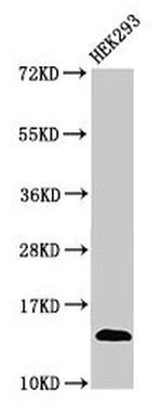 TCR V beta 7-9 Antibody in Western Blot (WB)