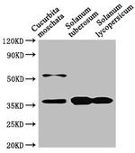 CHN48 Antibody in Western Blot (WB)