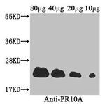 PR10A Polyclonal Antibody