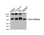 RBCL Antibody in Western Blot (WB)