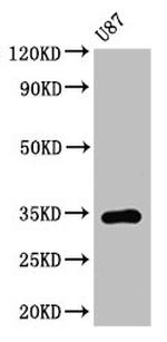 TEF Polyclonal Antibody