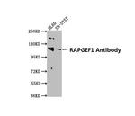 RAPGEF1 Polyclonal Antibody