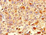 ICT1 Antibody in Immunohistochemistry (Paraffin) (IHC (P))