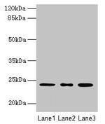 ICT1 Antibody in Western Blot (WB)