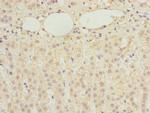 RBMS2 Polyclonal Antibody