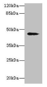 RBMS2 Antibody in Western Blot (WB)