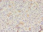 RAB30 Polyclonal Antibody