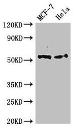 BRK Antibody in Western Blot (WB)