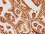 PSMD6 Antibody in Immunohistochemistry (Paraffin) (IHC (P))