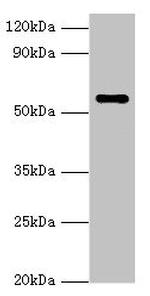 NAB2 Antibody in Western Blot (WB)