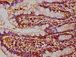 NAIP Antibody in Immunohistochemistry (Paraffin) (IHC (P))