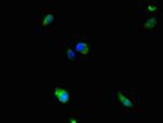 MEK5 Polyclonal Antibody