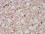 EMAP II Antibody in Immunohistochemistry (Paraffin) (IHC (P))