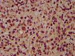 EMAP II Antibody in Immunohistochemistry (Paraffin) (IHC (P))