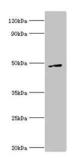 CtBP1 Polyclonal Antibody