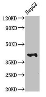 MAdCAM-1 Antibody in Western Blot (WB)