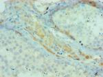 cIAP1 Polyclonal Antibody