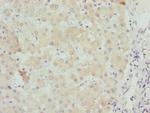 Unc18-2 Polyclonal Antibody