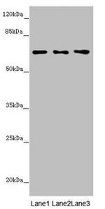 Unc18-2 Antibody in Western Blot (WB)