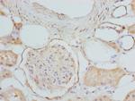 ETFDH Antibody in Immunohistochemistry (Paraffin) (IHC (P))