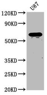 NPRL3 Antibody in Western Blot (WB)