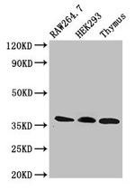 FHL1 Antibody in Western Blot (WB)