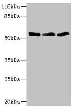 TFCP2 Antibody in Western Blot (WB)