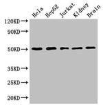 TUBA3C Antibody in Western Blot (WB)
