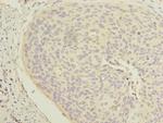Cytokeratin 33B Antibody in Immunohistochemistry (Paraffin) (IHC (P))