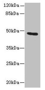 Cytokeratin 33B Antibody in Western Blot (WB)
