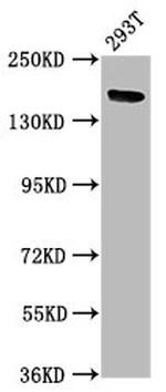 ITSN1 Antibody in Western Blot (WB)