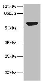 CHRNA2 Antibody in Western Blot (WB)