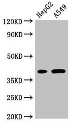 FOXI1 Antibody in Western Blot (WB)