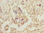 TOMM34 Polyclonal Antibody
