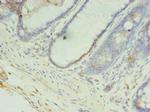 CCDC57 Antibody in Immunohistochemistry (Paraffin) (IHC (P))