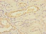 TIMM50 Polyclonal Antibody