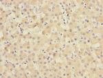 TIMM50 Antibody in Immunohistochemistry (Paraffin) (IHC (P))