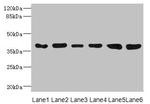 TIMM50 Antibody in Western Blot (WB)