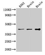 VPS26B Antibody in Western Blot (WB)