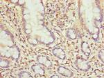 MRPL51 Polyclonal Antibody