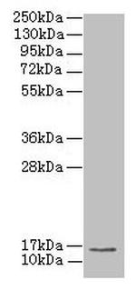 MRPL51 Antibody in Western Blot (WB)