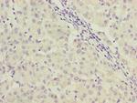 C9orf64 Antibody in Immunohistochemistry (Paraffin) (IHC (P))