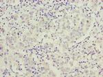 C9orf64 Antibody in Immunohistochemistry (Paraffin) (IHC (P))