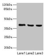 C9orf64 Antibody in Western Blot (WB)